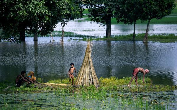 No Jute Procurement if Moisture Level is Above 18%: JCI chief Murthy